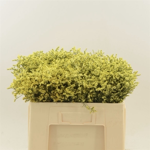 Limonium Sinense China Summer