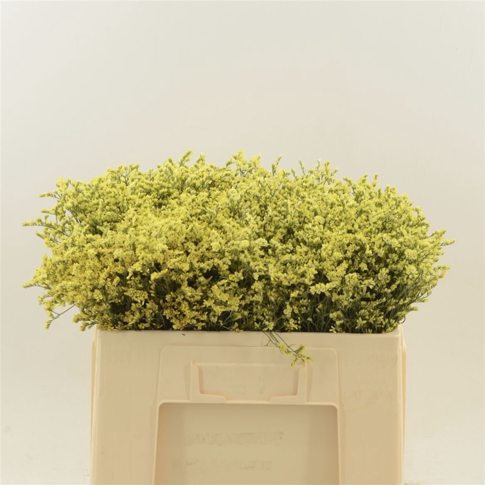 <h4>Limonium Sinense China Summer</h4>