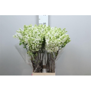 Syr V Engler Weiss T 2+