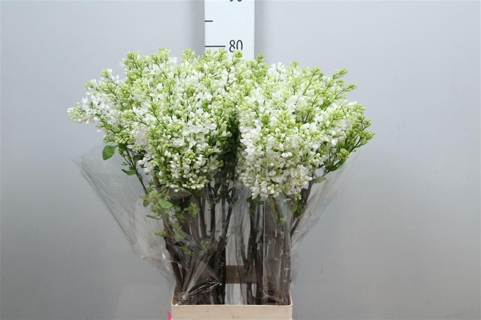 <h4>Syr V Engler Weiss T 2+</h4>