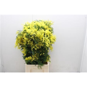 Acasia Mirandole L100