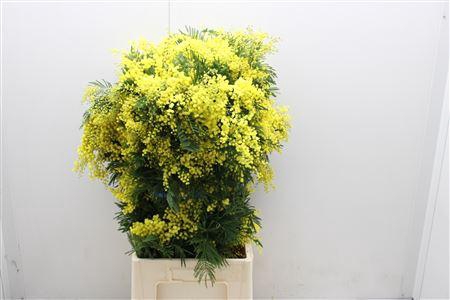 <h4>Acasia Mirandole L100</h4>