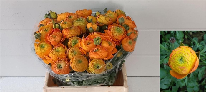 <h4>Ran El Orange</h4>