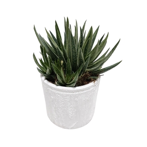 Arr.   Kamerplant Groen L%