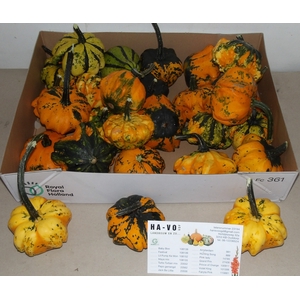 CUCURBITA FL SAUCER