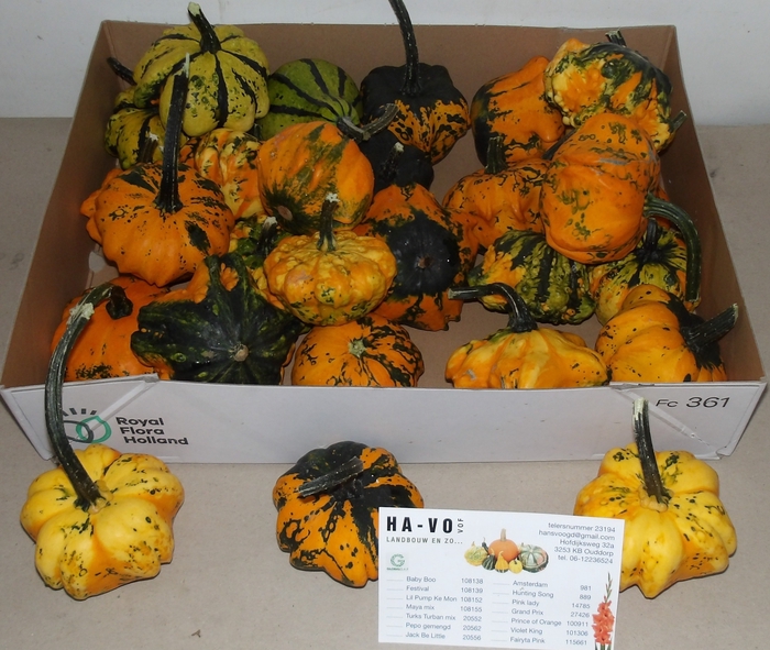 <h4>CUCURBITA FL SAUCER</h4>