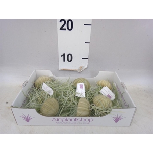 Arr.  Tillandsia L%