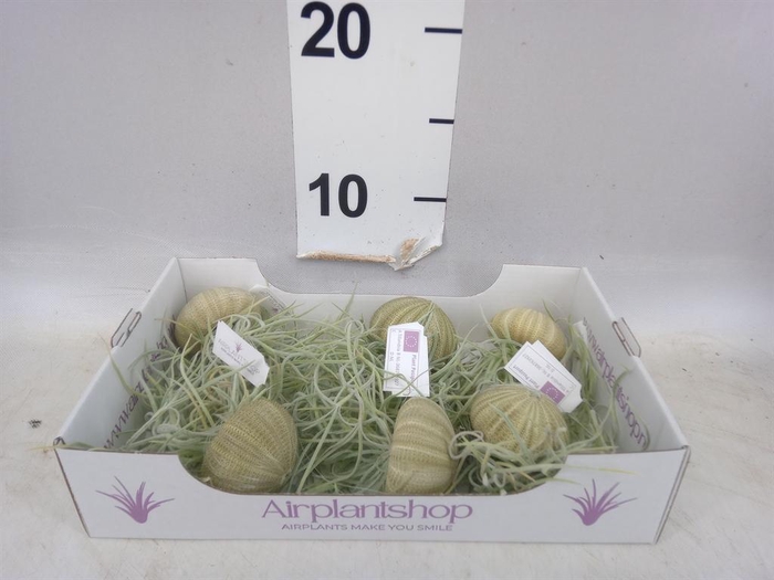 <h4>Arr.  Tillandsia L%</h4>