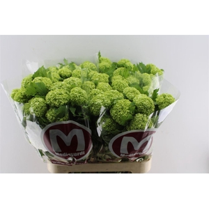 Viburnum Roseum 90cm 4 Bal