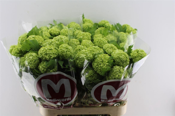 <h4>Viburnum Roseum 90cm 4 Bal</h4>