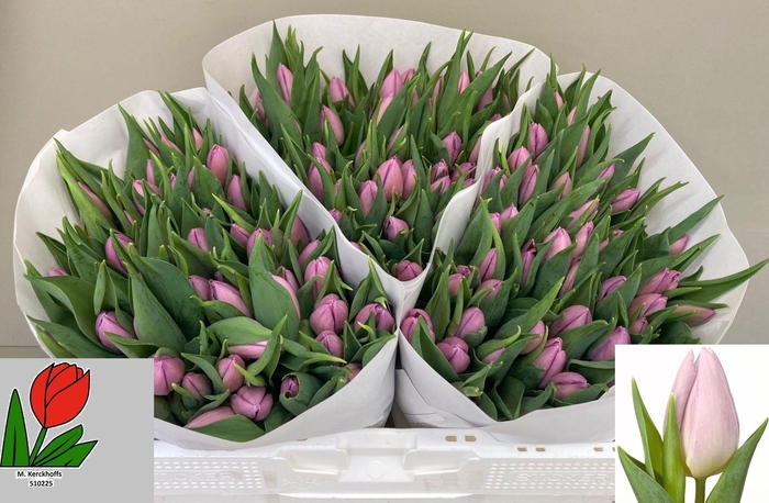 <h4>TU EN CANDY PRINCE</h4>