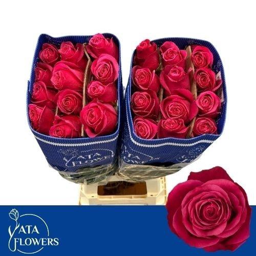 <h4>R GR CHERRY-O!</h4>