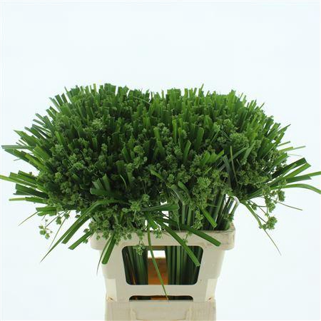<h4>Cyperus Glaber</h4>