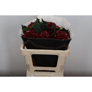 Wax Hydrangea Hydr Wax Paars XL