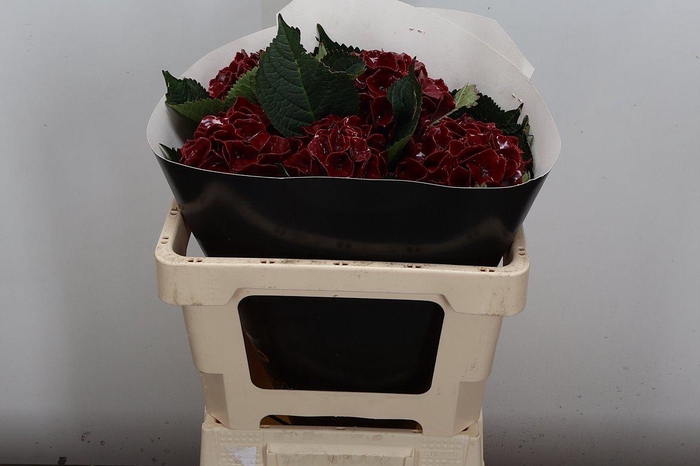 <h4>Wax Hydrangea Hydr Wax Paars XL</h4>