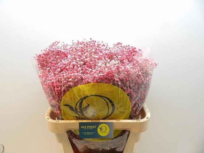 <h4>GYPS KLB H%</h4>