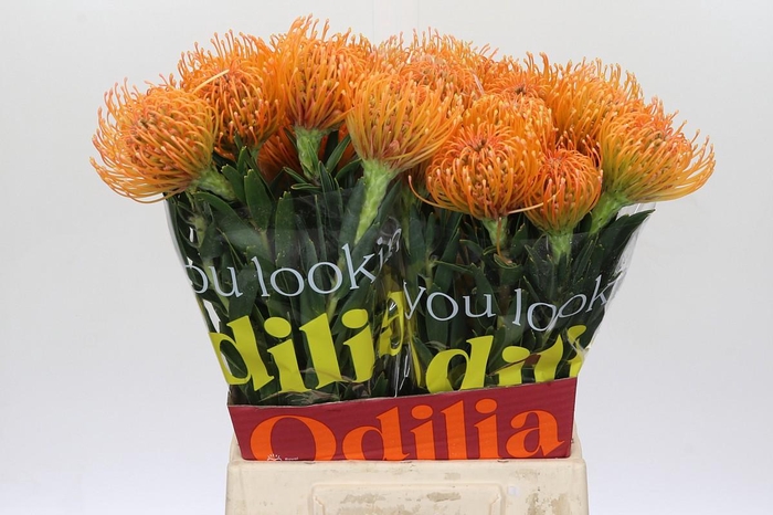 <h4>Nutans Ayoba Peach</h4>