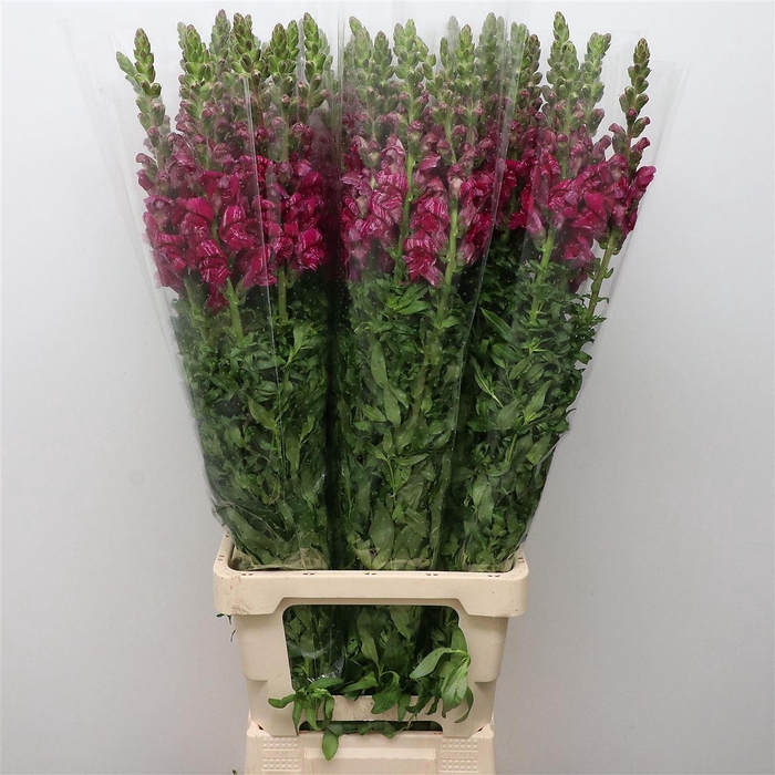 <h4>Antir Bordeaux Stripe</h4>