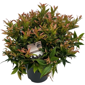 Leucothoe 'Scarletta' sense