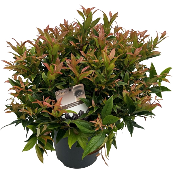<h4>Leucothoe 'Scarletta' sense</h4>