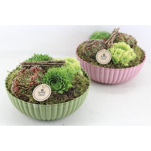arr4 Semp PL - Kunstst. schaal roze/groen Los