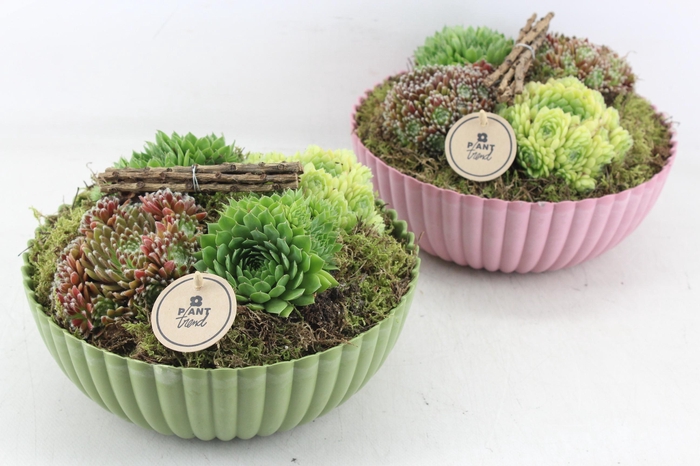 <h4>arr4 Semp PL - Kunstst. schaal roze/groen Los</h4>
