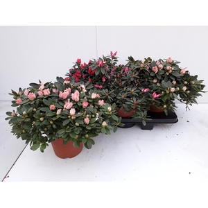 RHODO SI GEM