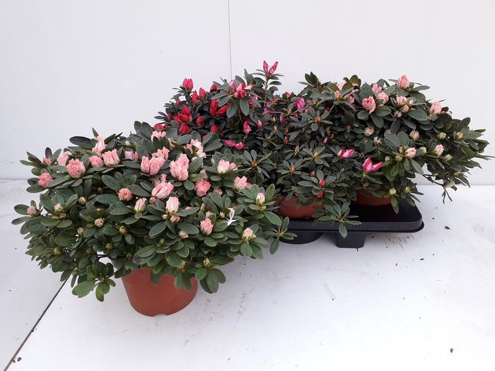 <h4>RHODO SI GEM</h4>