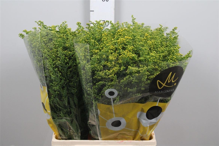 <h4>Soli Carzan Glory</h4>