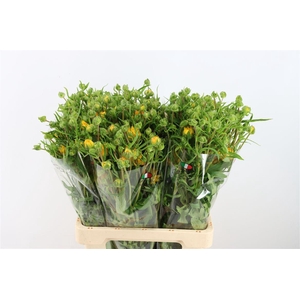 Ran Moderna Star Proxima