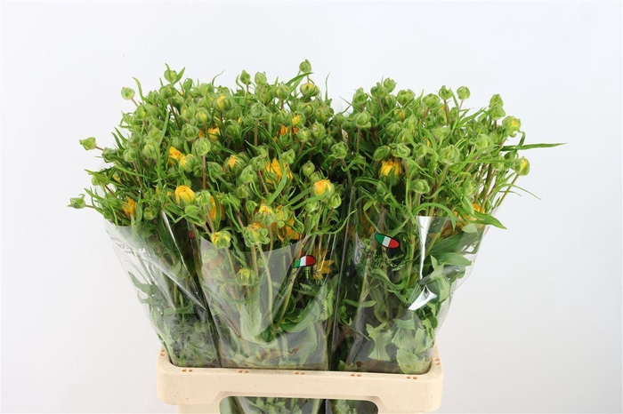 <h4>Ran Moderna Star Proxima</h4>