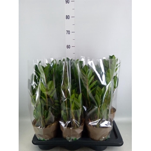 Zamioculcas zamiifolia