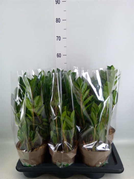 <h4>Zamioculcas zamiifolia</h4>