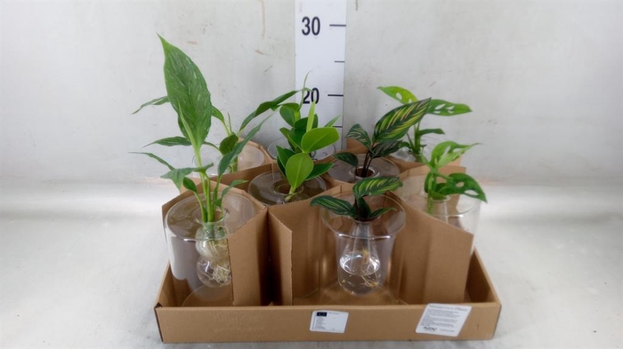 <h4>Planten  ..mix</h4>