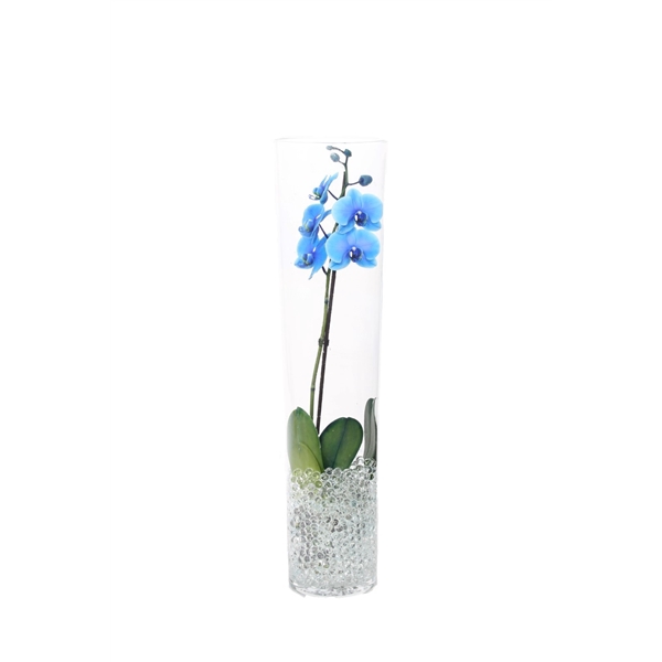 <h4>Conisch 70cm Phal I Am Blue 1T9+ met Blanco waterpearls</h4>