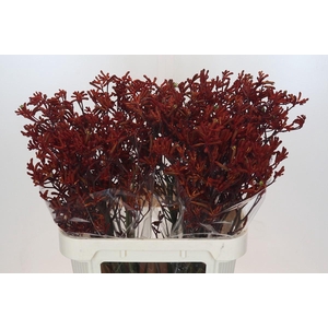 Anigozanthos Red Velvet