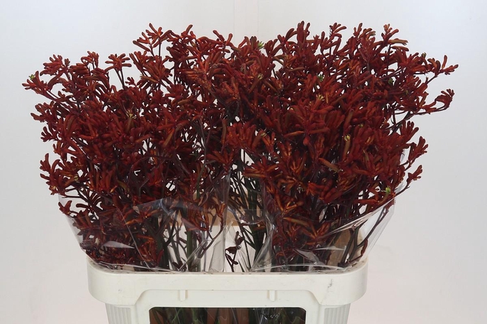 <h4>Anigozanthos Red Velvet</h4>