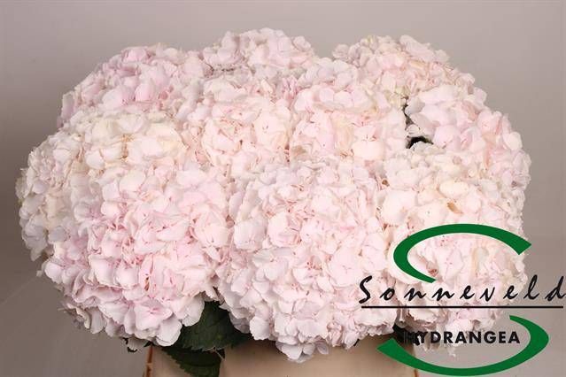 <h4>HYDR M CH SW VERENA</h4>