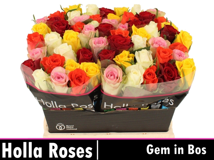 <h4>R GR GEM IN BOS chambre</h4>