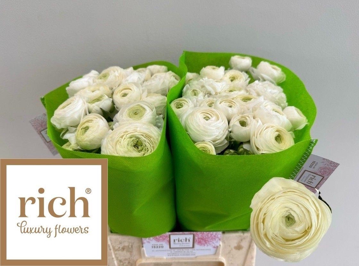 <h4>RAN AAZUR WHITE</h4>