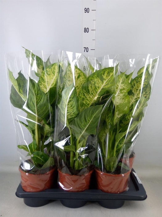 <h4>Dieffenbachia  'Mars'</h4>