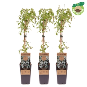 Clematis Grandiflora