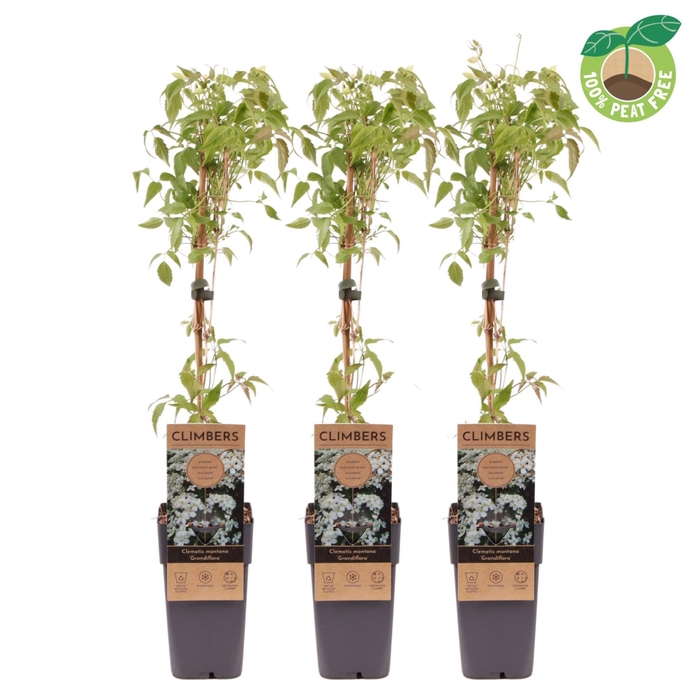 <h4>Clematis Grandiflora</h4>