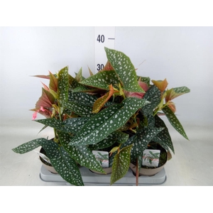 Begonia BD mac. 'Wightii'