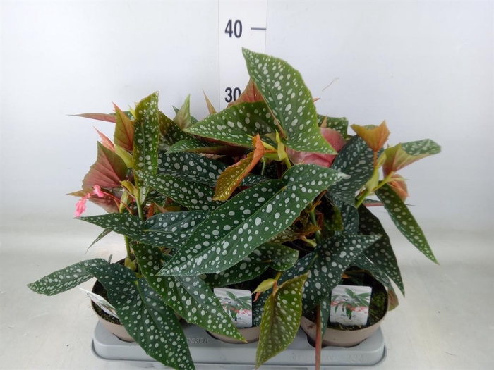 <h4>Begonia BD mac. 'Wightii'</h4>