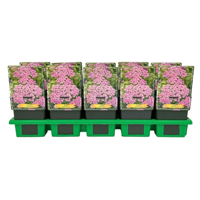 <h4>Achillea</h4>