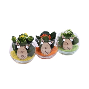 Opgemaakte boule glas met kalanchoe, steentjes en bijsteker