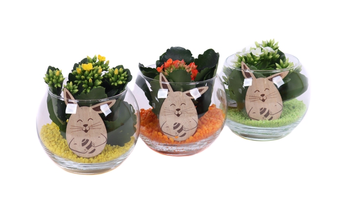 <h4>Opgemaakte boule glas met kalanchoe, steentjes en bijsteker</h4>