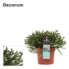 Rhipsalis Burchellii 10,5 cm Decorum