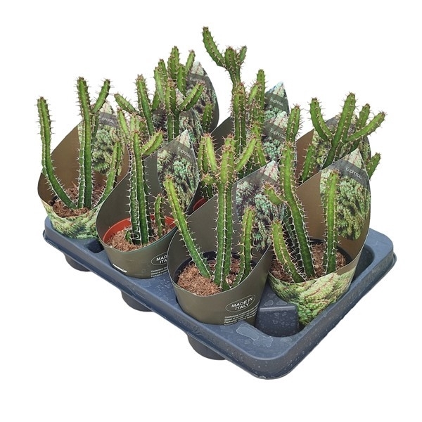 <h4>EUPHORBIA GRISEOLA - POT Ø 10,5 WITH POTCOVER (SUCCULENTEN)</h4>